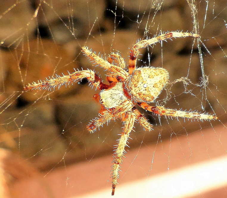 Araneus diadematus - Pantelleria